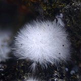Canavesita
Campo de visión 2,8 mm
(Autor: Juan Miguel)