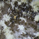 Piromorfita y mottramita
Campo de visión de  3 mm.
(Autor: Antonio Carmona)