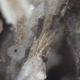Celestina
44 x 22 x 16 mm.
(Autor: José Luis Zamora)