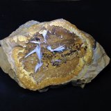 Celestina
9 x 8 cm
(Autor: Emilio Téllez)