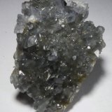 Celestina.
50x35 mm.
(Autor: Jesus Franquesa Baucells)