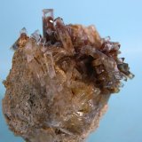 Celestina
6 x 4,5 cm
(Autor: Pedro Conesa)