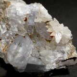 Celestina
7,5x4 cm
(Autor: Ander Ispizua Juan)