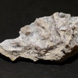 Celestina
12,5x7 cm
(Autor: Ander Ispizua Juan)
