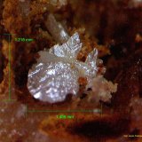 Cerusita.
1´405 x 1´218 mm.
(Autor: Jesus Franquesa Baucells)