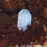Cerusita.
1´57 x 1´217 mm.
(Autor: Jesus Franquesa Baucells)