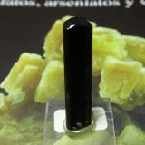 Chorlo
8x30 mm
(Autor: Ignacio)