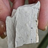 Esmectita
Ancho de imagen 4 cm.
(Autor: María Jesús M.)