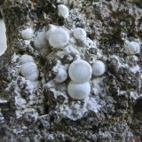 Calcita.
Cristales de 2 a 4 mm
(Autor: María Jesús M.)