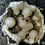 Calcita, Natrolita (Subgrupo), Haüyna.
Ancho de imagen 2 cm
(Autor: María Jesús M.)