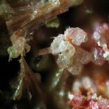 Corderoita
encuadre 2mm aprox
(Autor: Ramon A  Lopez Garcia)