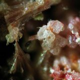 Corderoita
campo de 1 cm
(Autor: Adrian Pesudo)