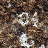 Cotunnita
< 1 mm
(Autor: José Luis Zamora)