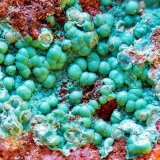 Pseudomalaquita
Campo de visión de 4 mm
(Autor: Antonio Carmona)