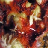 Curita
FOV 1 mm
(Autor: Cesar M. Salvan)