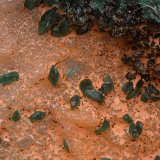 Pseudomalaquita
Campo de visión de 6 mm
(Autor: Antonio Carmona)