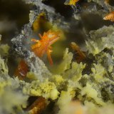 Calderonita
Campo de visión de 1,5 mm
(Autor: Antonio Carmona)
