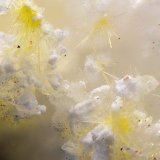 Sklodowskita
Campo de visión de 2 mm
(Autor: Antonio Carmona)