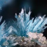 Devillina
Campo de visión 2 mm
(Autor: Juan Miguel)