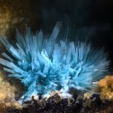 Devillina
Campo de visión 2 mm.
(Autor: Juan Miguel)