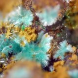 Devillina
FOV 1.5 mm
(Autor: Cesar M. Salvan)