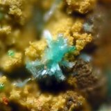 Devillina
FOV 0.9 mm
(Autor: Cesar M. Salvan)