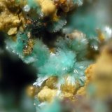 Devillina
FOV 1.5 mm
(Autor: Cesar M. Salvan)