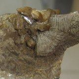 Stellerita (Estellerita) y Calcita
6 x 6 x 4 cm
(Autor: Anisio Claudio)