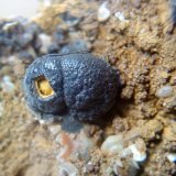 goethita
1 centimetro
(Autor: apita)