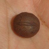 Goethita
1,2 x 1,2 x 0,8 cm
(Autor: Anisio Claudio)