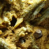 Microclina, moscovita (variedad sericita), pirita
Cristal 3 mm aprox.
(Autor: D.N.S.Borràs)