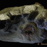 Almandino
11 x 7 cm
(Autor: Ricardo Fimia)