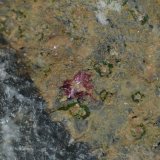 Eritrita
0.5cm x 0.5cm
(Autor: DPC)