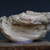 Celestina
7 x 4 x 2 cm
(Autor: Antonio Alcaide)