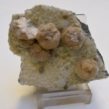 Girolita
7 x 5 x 2,5 cm
(Autor: Antonio Alcaide)