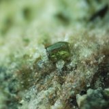 Epidota, Analcima y Prehnita
7 mm de ancho de campo
(Autor: Alvaro2121)