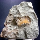 Aragonito
Pieza: 6.5 x 6 cm.
(Autor: Juan Cabezas)