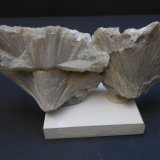 Ulexita
15 x 6 x 3 cm
(Autor: Antonio Alcaide)