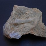 Celestina
7,5 x 5 x 4 cm
(Autor: Antonio Alcaide)