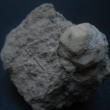 Leucita y augita
7 x 5 x 4 cm
(Autor: Antonio Alcaide)