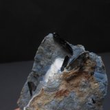 Neptunita
9 x 6 x 2,5 cm
(Autor: Antonio Alcaide)