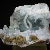 Celestina
12 x 9 cm
(Autor: Diego Navarro)