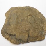 Pirita
8,5 x 7,5 x 0,5 cm
(Autor: Antonio Alcaide)