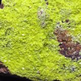 Autunita
ejemplar 10 cm
(Autor: Cesar M. Salvan)