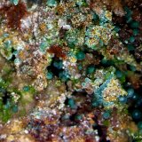 Duftita y Rosasita.
6´051 x 4´627 mm.
(Autor: Jesus Franquesa Baucells)