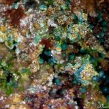 Duftita y Rosasita.
6´051 x 4´627 mm.
(Autor: Jesus Franquesa Baucells)