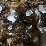 Fluorapatito
Campo de visión de  3 mm.
(Autor: Antonio Carmona)