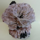 Baritina
10,5 x 7 cm
(Autor: Pedro Conesa)