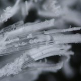 Epsomita y Pentahidrita
FOV 0.15 cm
(Autor: Cesar M. Salvan)