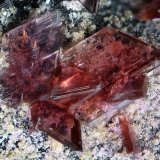 Eritrina
Campo de visión 2,8 mm.
(Autor: Juan Miguel)